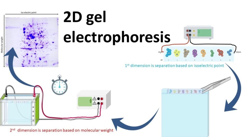 How Does 2D Gel Electrophoresis Function?