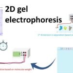 How Does 2D Gel Electrophoresis Function?