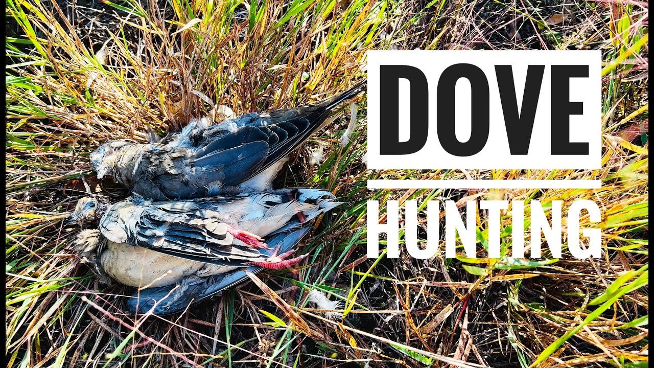 Preparing for Dove Hunting Season: Gear Checklist and Pro Tips