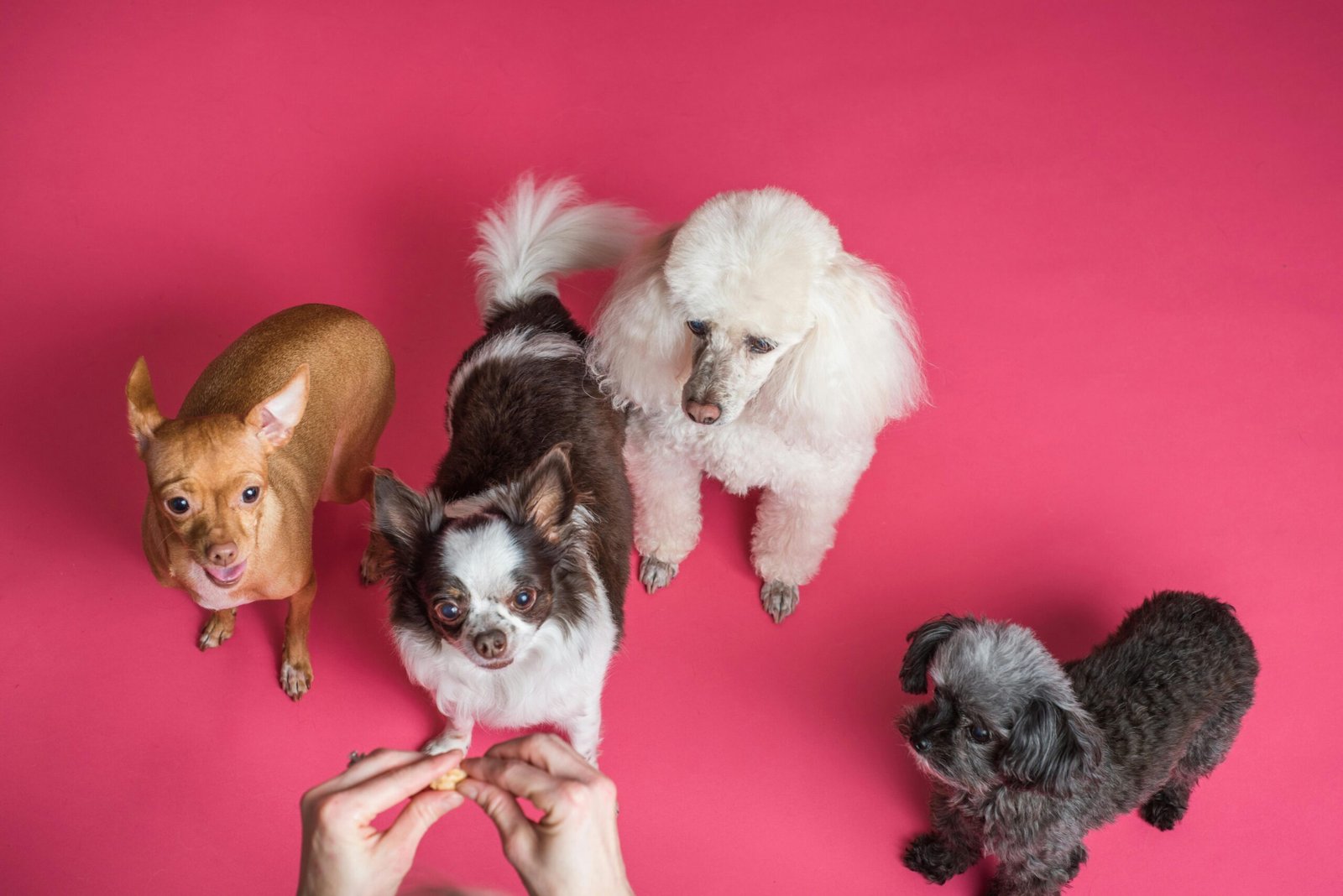 Master Standard Poodle grooming with essential tips for a flawless coat and expert care routines for health and appearance.